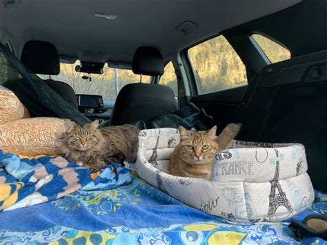 driving long distance with cats